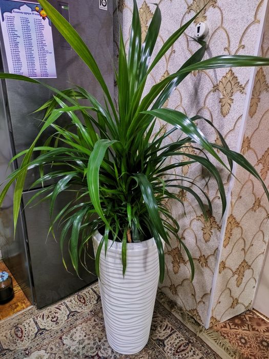 Растения с доставкой