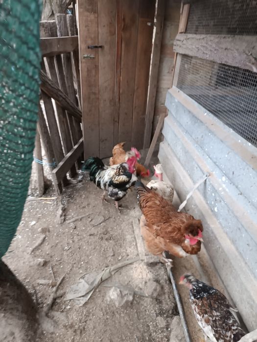 Пуешки яйца за разплод и от селски кокошки