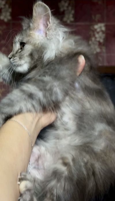 Мейн-Кун котенок девочка