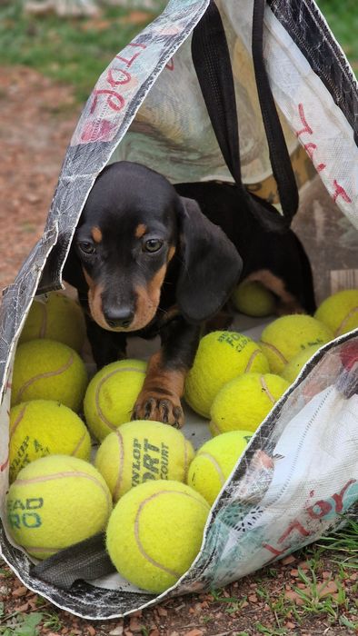 Tekel femela iepurar