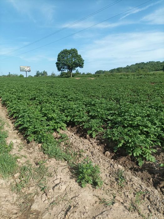 Картофи Луизиана