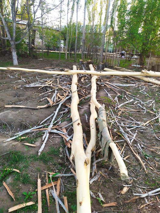 Ак Терек жайга басыуга