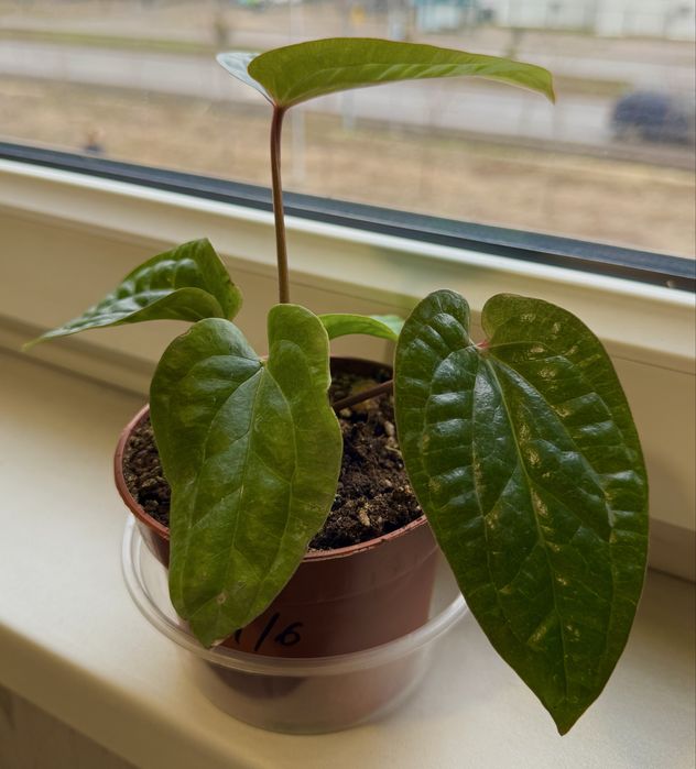 Комнатные растения