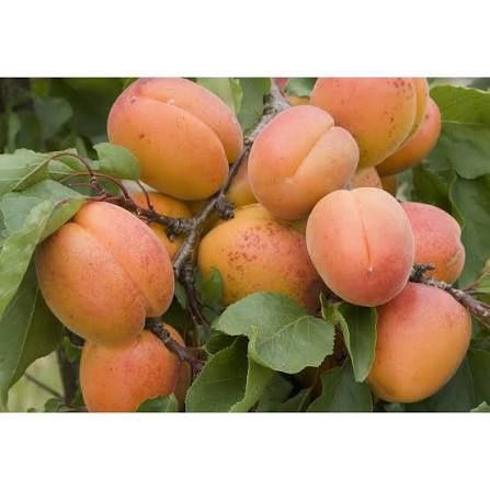 Pomi Fructiferi Clasici