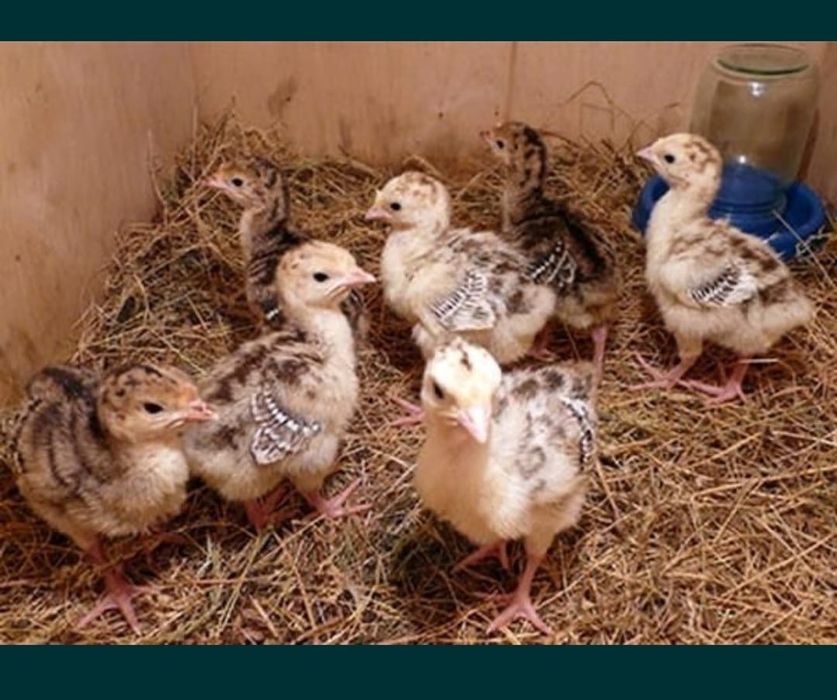 Индюшата продажа