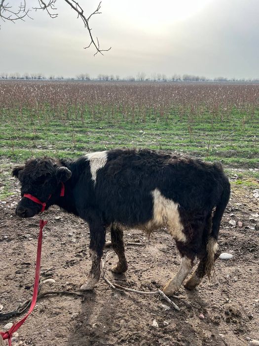 Buqacha sotiladi yeb ichishlari zor