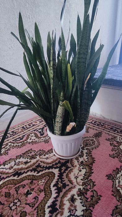 Продам продам продам