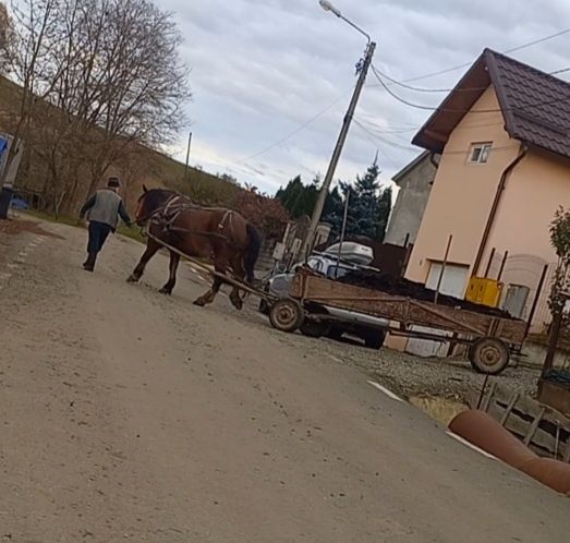 Cal tracțiune 7 ani cu caruta plug etc..