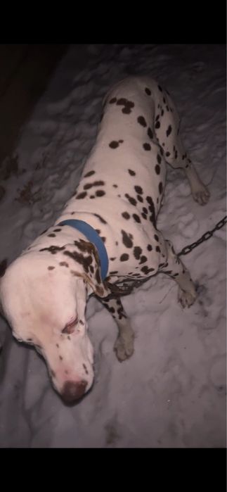 Далмотинец собака