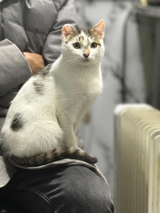 Кошечка в добрые руки