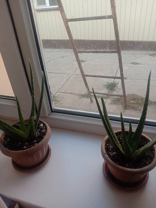 Кактус алоэ вера