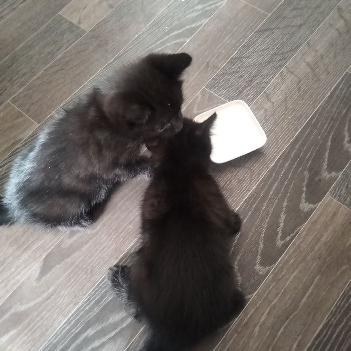 Отдам котят мальчик и девочка