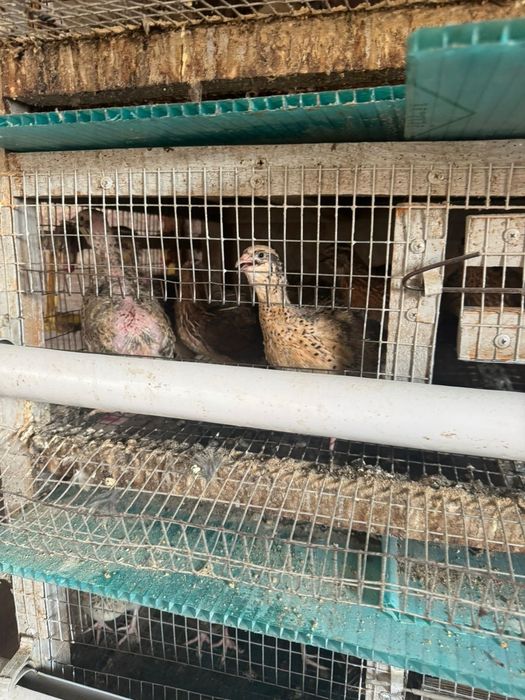 Бөдене ,балапандарға арналған ұя