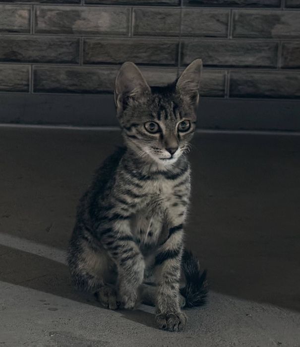 Очень ласковый котёнок, отдам в хорошие руки. цена договорная