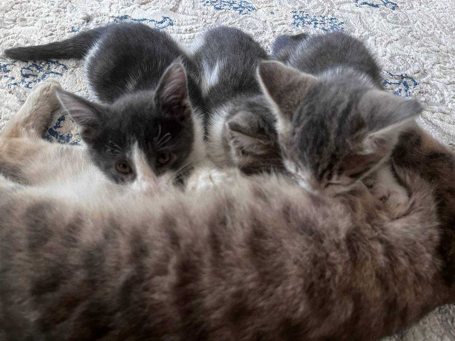 Отдадим в хорошие руки маму кошку и 2 котят!