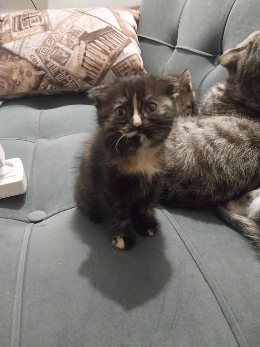 Отдам котят в добрые руки