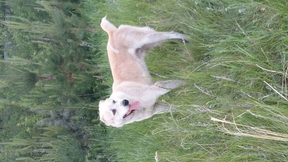 Украден алабай