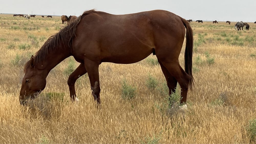 Лошадь, англоараб, жеребец, донен, байге