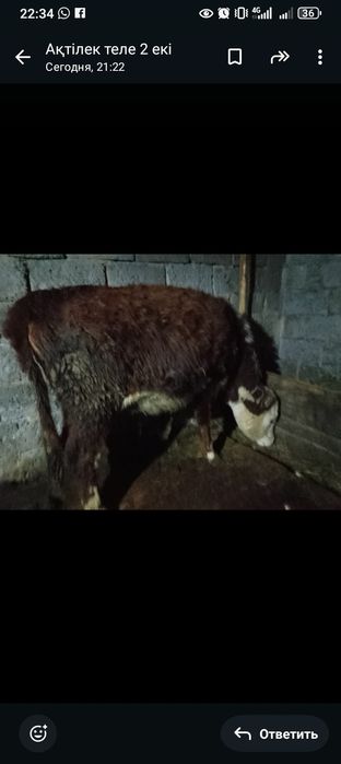 Продается телка белоголовая