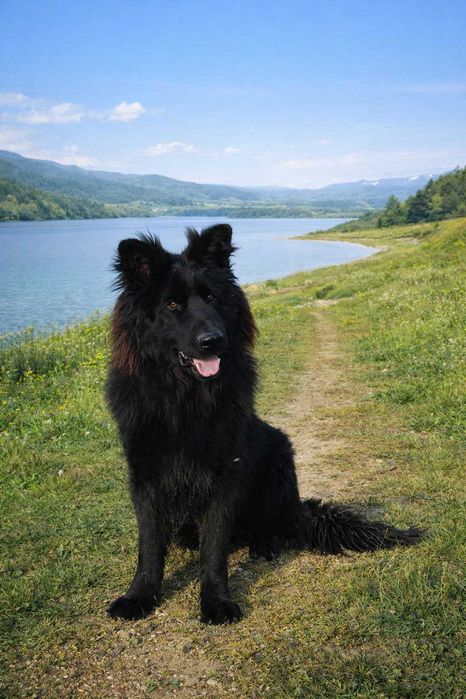 Кобель немецкой овчарки