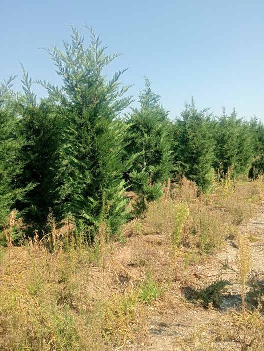 Rilaiding plantat