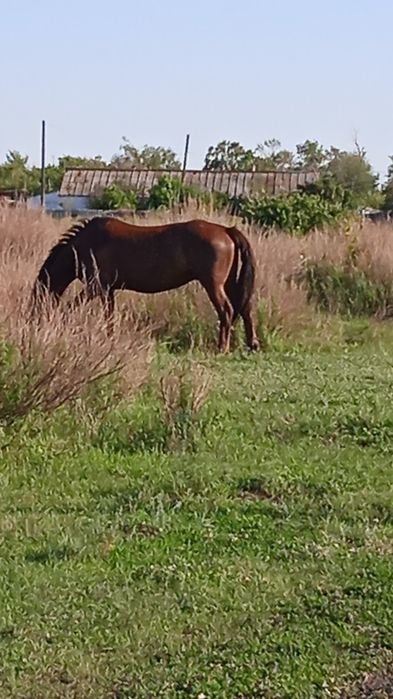 Продам лошадей 7 голов