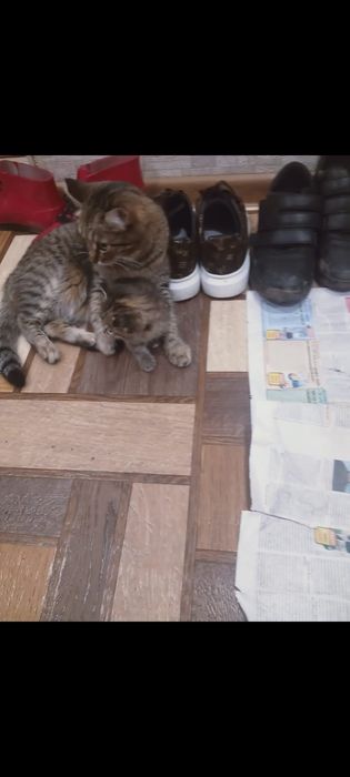 Пропала кошка, за вознаграждение