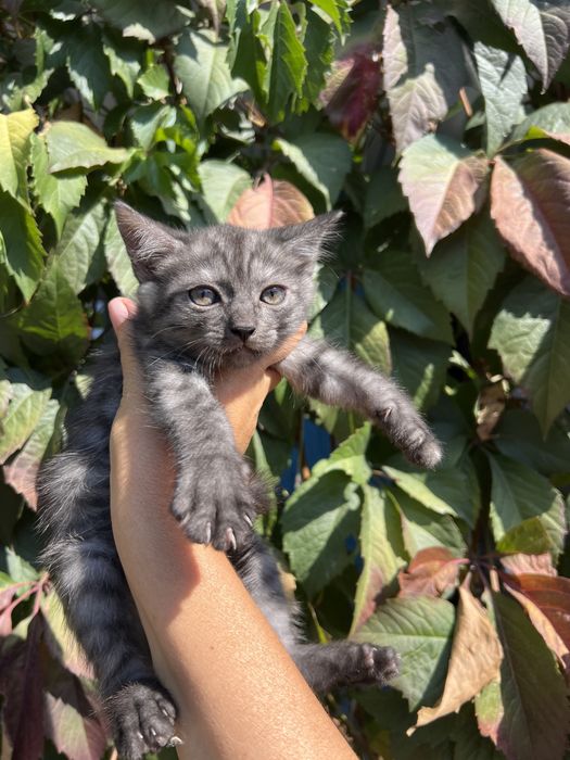 Миленькие котята