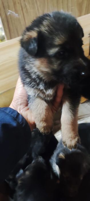 Продается щенки немецкой овчарки