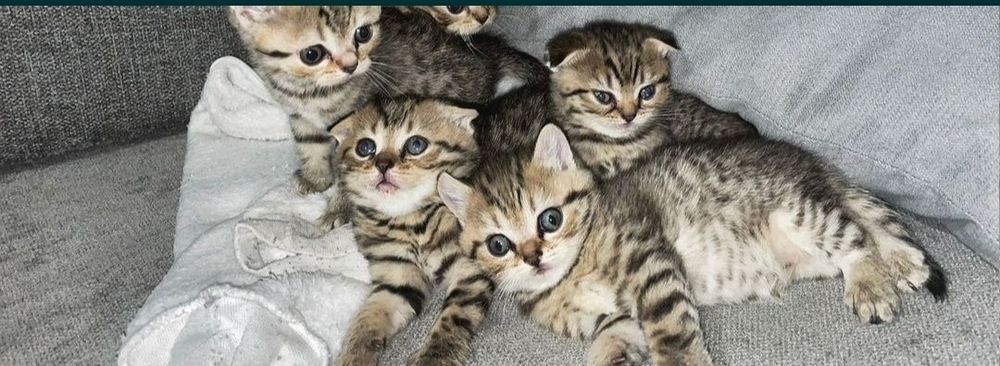 Котята девочки по 20-25 тыс