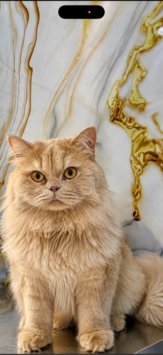 Срочно продается кот