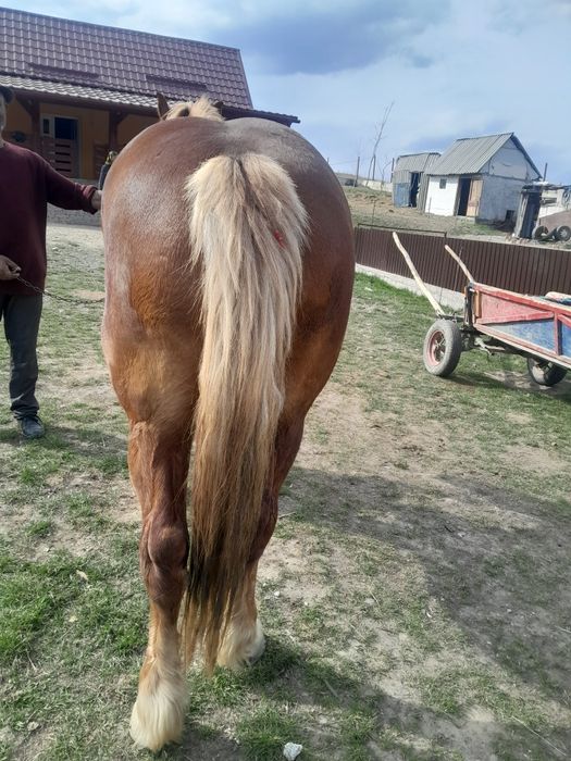 Vand iapa de 5 ani tanara