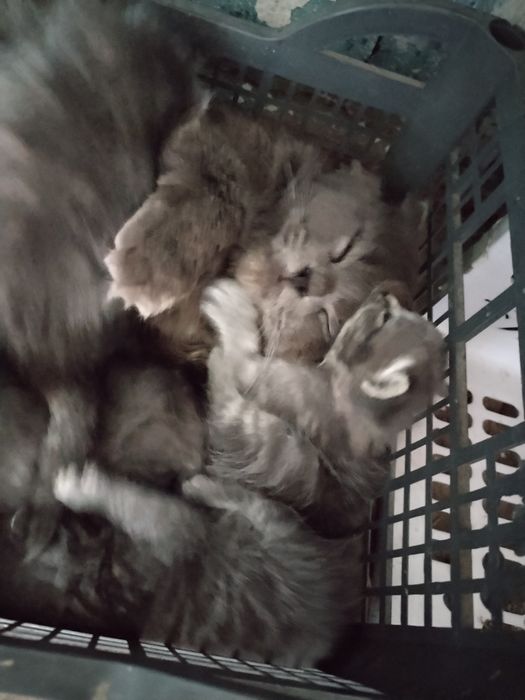 Котята для брони 3 девочки 1 мальчик