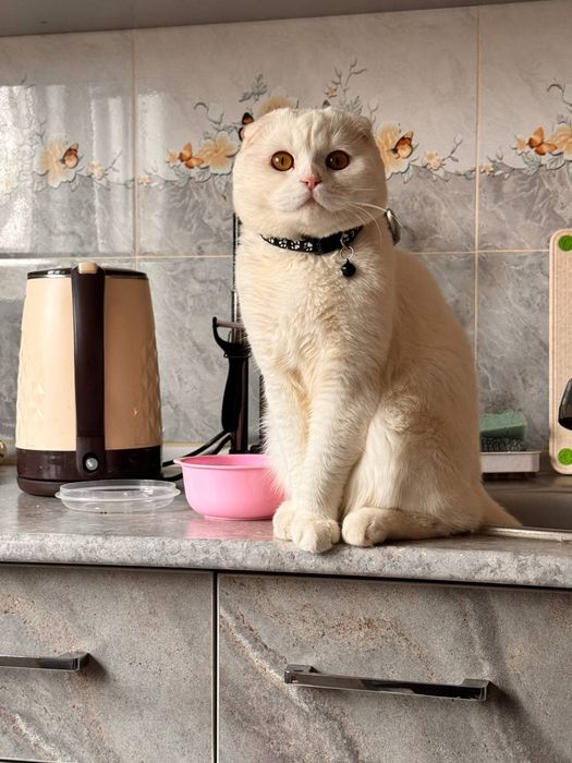 вислоухий кот, ВЯЗКА