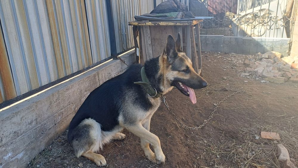 асалаумағаликум ВЕО сатлады