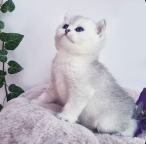 Шиншиллы Британские серебро