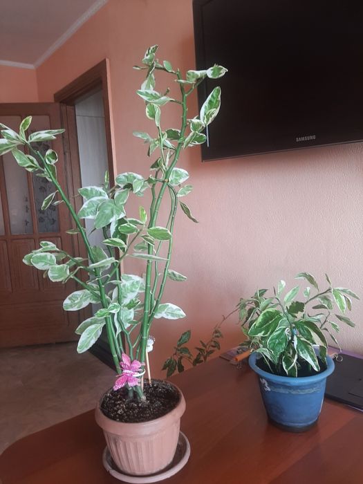 Комнатное растение