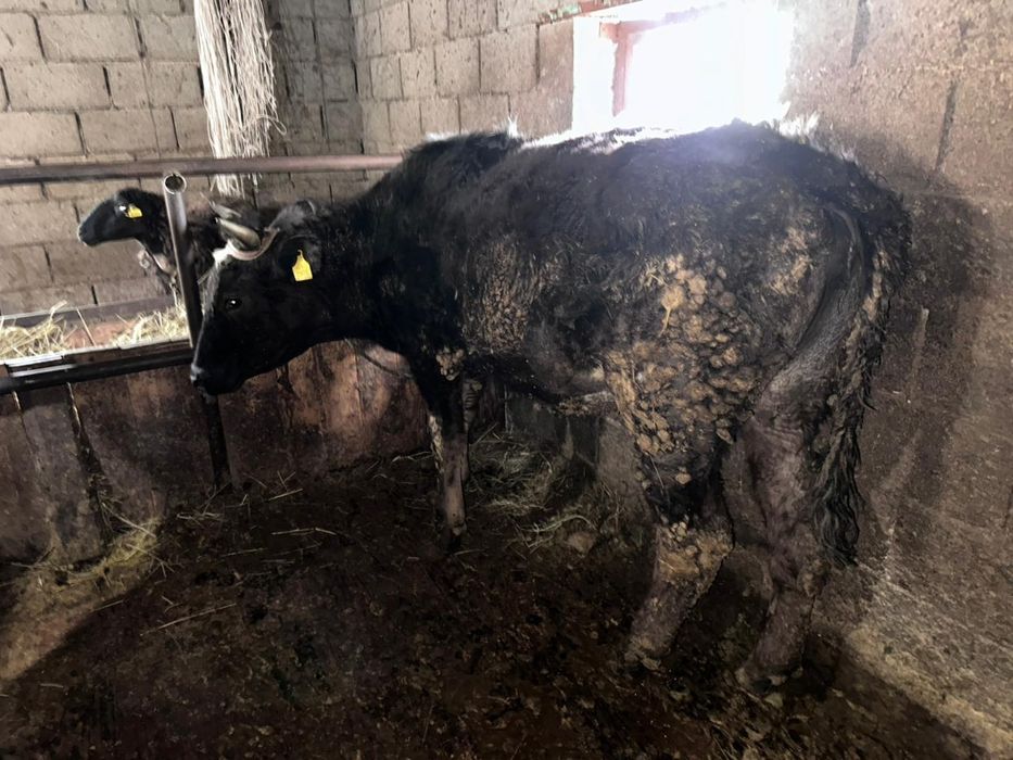 Продам тёлочек 2года