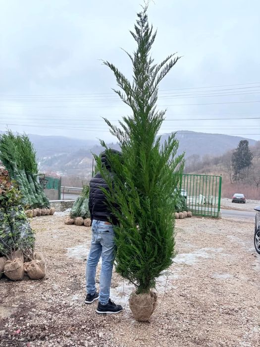 Leilandi pentru gard viu verde vejnic livrarea în toată tara fără avan