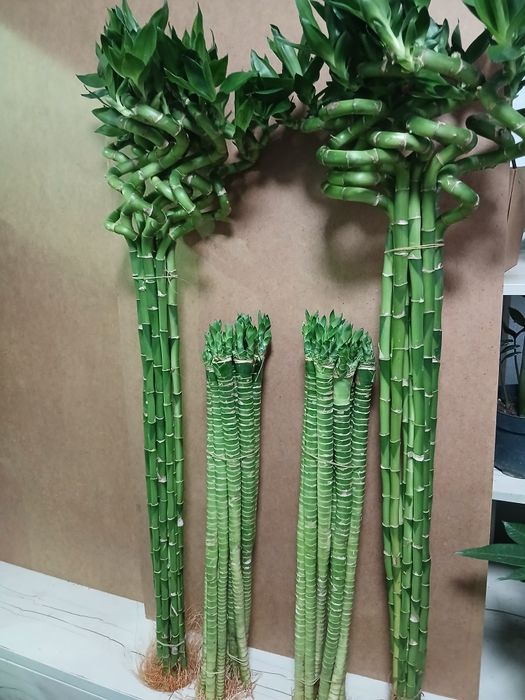 Бамбук счастья 60,70 и 100 см