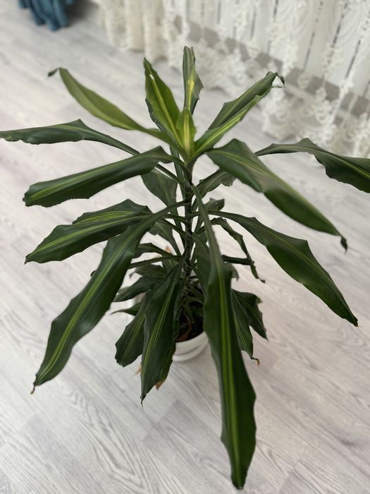 Драцена душистая гүлі сатылымда