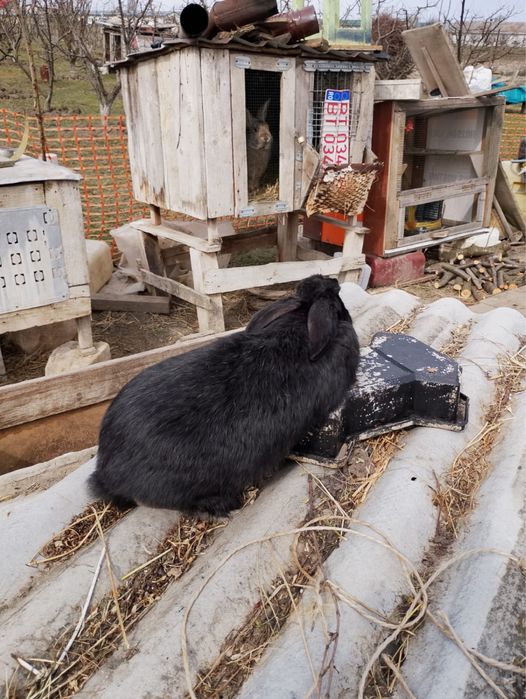 Iepuri uriasi german