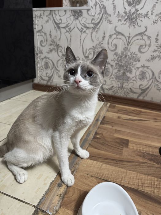 Кошка Сиамская 1 год