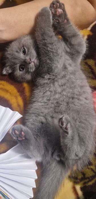 Продам котенка, британец вислоухий