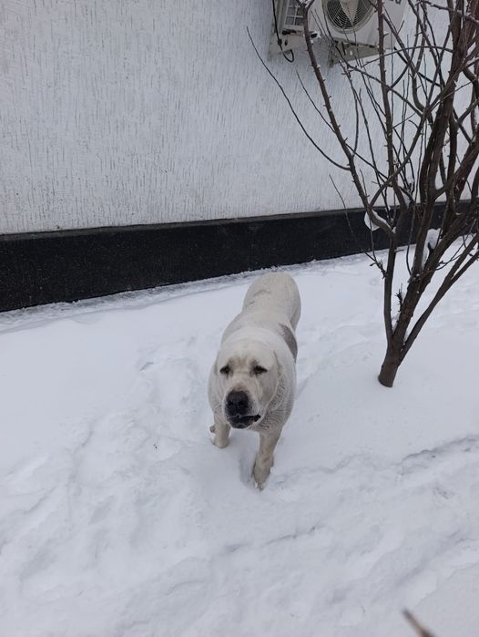 щенок сао алабай