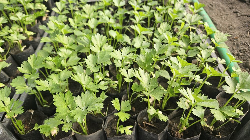 Răsaduri de legume, roșii, ardei, altele