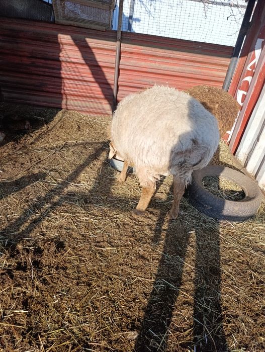 Продам отличного кошкара на племя