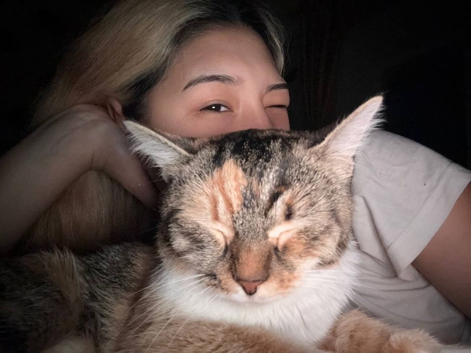 Отдам кошку в хорошие руки