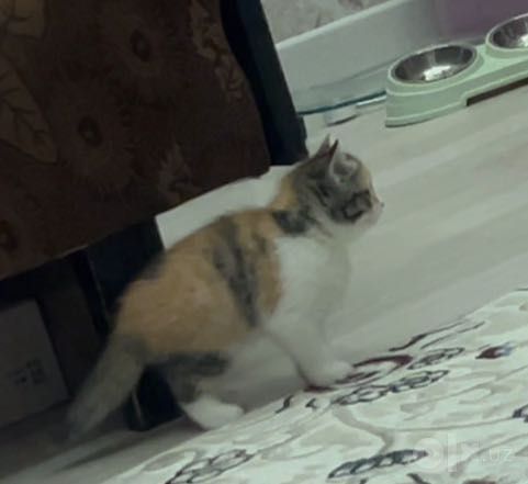 Кошка 1.5 месяца красивая
