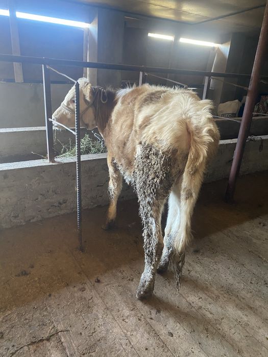 Тана сатылады  .